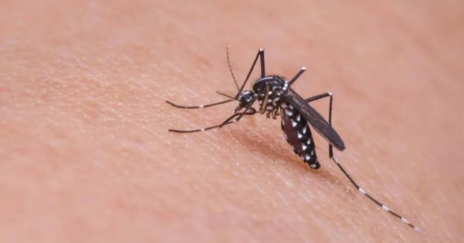 Dengue: saiba os sintomas, como prevenir e reconhecer o mosquito transmissor